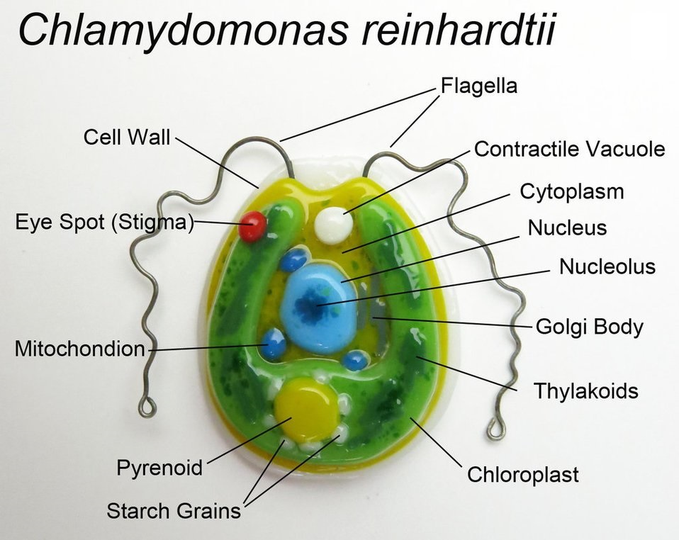 Представитель Семейства Chlamydomonadaceae